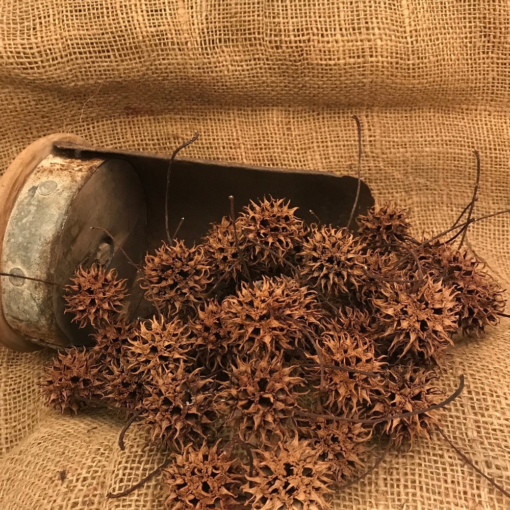 Sweet Gum Balls Witches Burrs North Georgia Crafts‎ Decoration Cleaned Dried 50